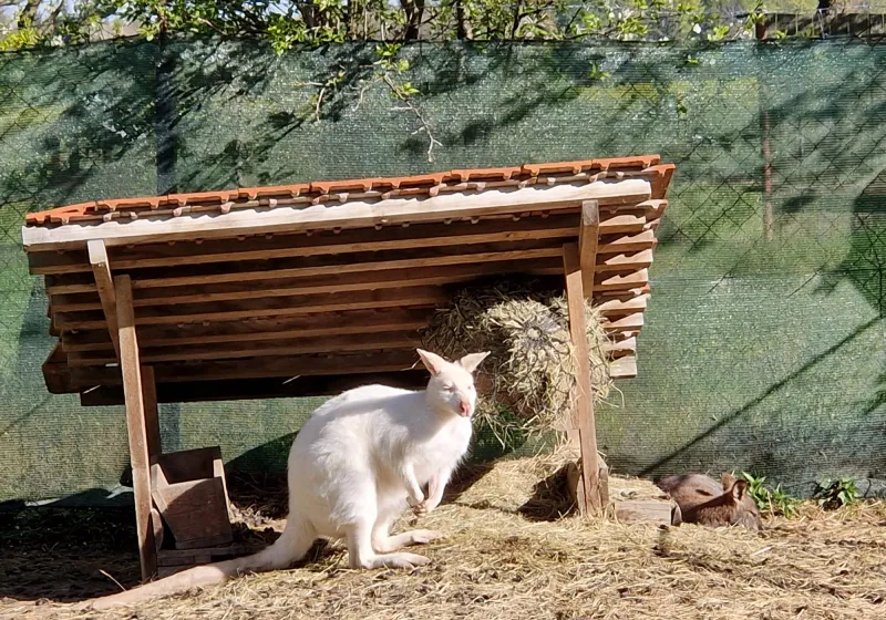 Minizoopark TODUŠ 08