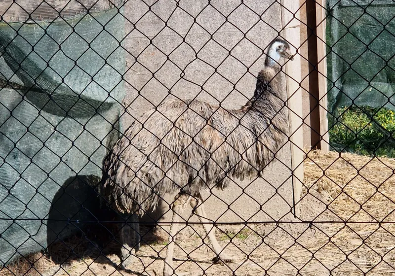 Minizoopark TODUŠ 09