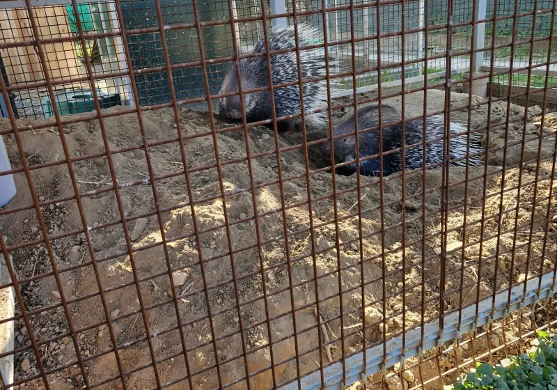 Minizoopark TODUŠ 11