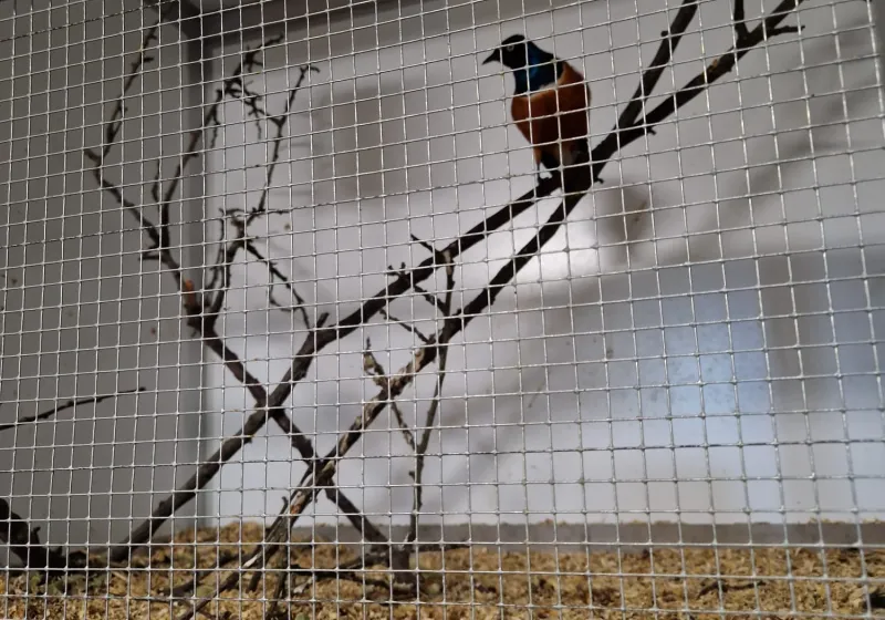Minizoopark TODUŠ 17