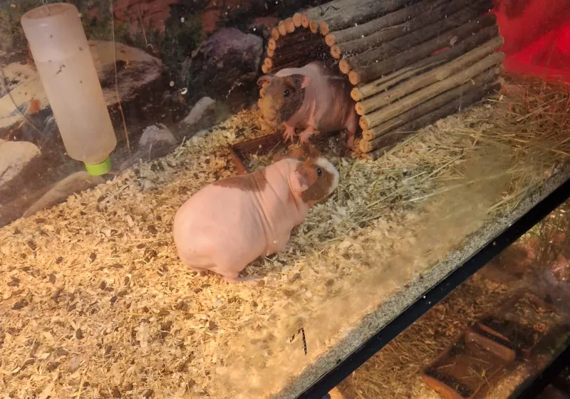 Minizoopark TODUŠ 20